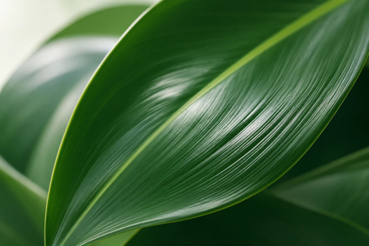 Groen blad als symbool voor ontwikkeling en duurzame zorg